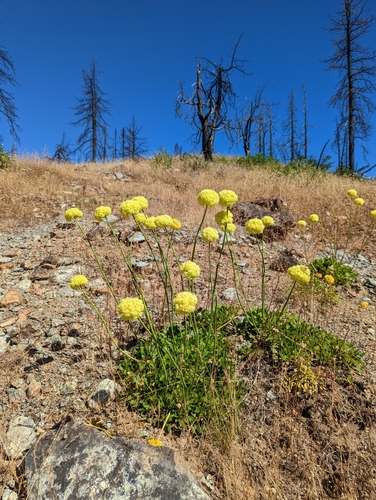 Image of Eriogonum hirtellum by (c) Dominic Gentilcore, some rights reserved (CC BY)