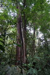 Ficus costaricana
