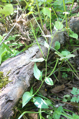 Epilobium algidum