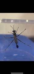 Eremnophila aureonotata