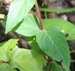 Epilobium algidum