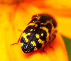 Acmaeodera pulchella