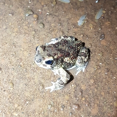 Sclerophrys pentoni