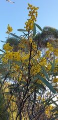 Acacia notabilis