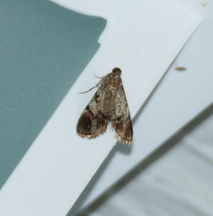 Epipaschia superatalis