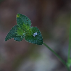 Cyrtepistomus castaneus