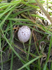 Thryothorus ludovicianus