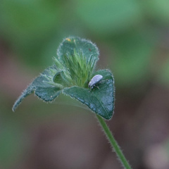 Cyrtepistomus castaneus