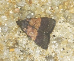 Hydrillodes moloalis