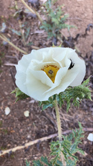 Argemone hunnemannii