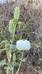 Argemone hunnemannii