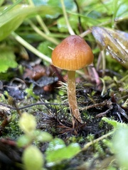 Galerina lubrica