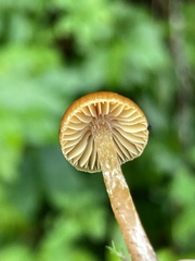 Galerina lubrica