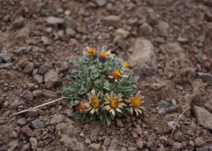 Townsendia scapigera