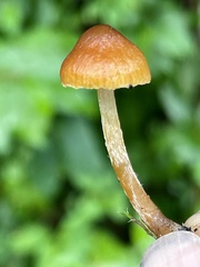 Galerina lubrica