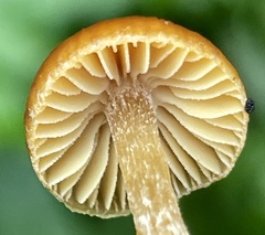 Galerina lubrica