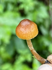Galerina lubrica