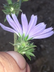 Cichorium intybus