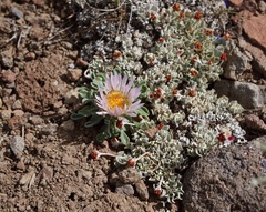 Townsendia scapigera