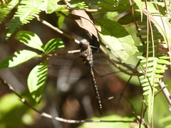 Rhionaeschna jalapensis
