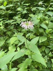 Monarda serotina