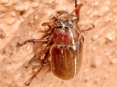 Polyphylla hammondi
