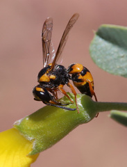 Pterocheilus sibiricus