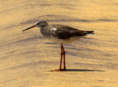 Tringa totanus