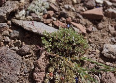 Eriogonum microtheca var. alpinum