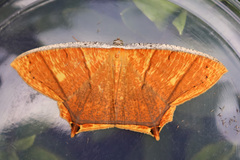 Thinopteryx crocoptera