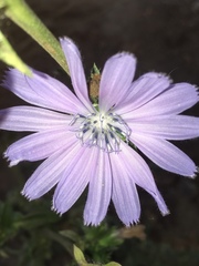 Cichorium intybus