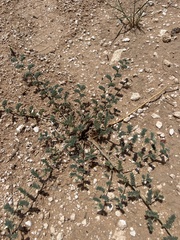 Dalea lanata
