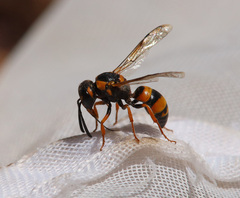 Pterocheilus sibiricus