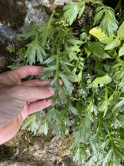 Artemisia norvegica