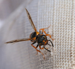 Pterocheilus sibiricus