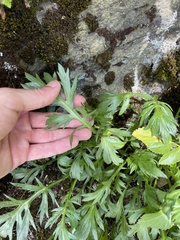 Artemisia norvegica