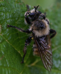Laphria engelhardti