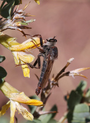 Stenopogon albociliatus