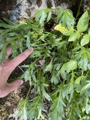 Artemisia norvegica