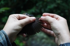 Microcerculus marginatus