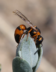 Pterocheilus sibiricus