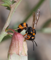 Pterocheilus sibiricus