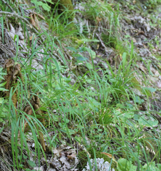 Melica picta