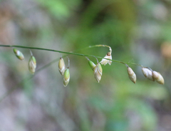 Melica picta