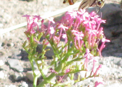 Centranthus angustifolius