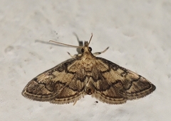 Metasia ophialis