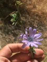 Cichorium intybus