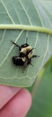 Bombus impatiens