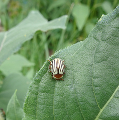 Zygogramma exclamationis