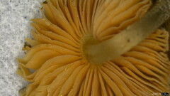 Pluteus podospileus